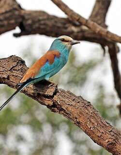 蓝头佛法僧 / Abyssinian Roller / Coracias abyssinicus