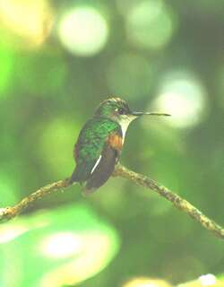 蓝顶蜂鸟 / Oaxaca Hummingbird / Eupherusa cyanophrys