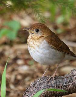 棕夜鸫 / Veery / Catharus fuscescens