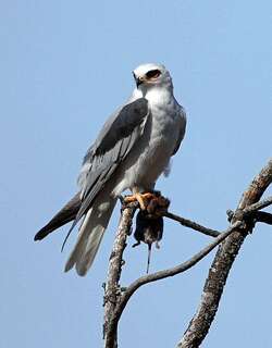 白尾鸢 / White-tailed Kite / Elanus leucurus