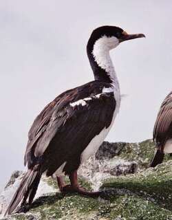 麦岛鸬鹚 / Macquarie Shag / Leucocarbo purpurascens