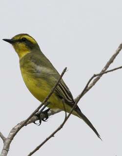 黄眉霸鹟 / Yellow-browed Tyrant / Satrapa icterophrys