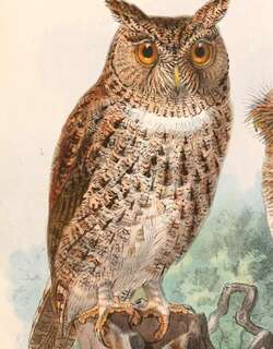 华莱士角鸮 / Wallace’s Scops Owl / Otus silvicola