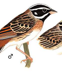 白眉鹀 / Tristram’s Bunting / Emberiza tristrami