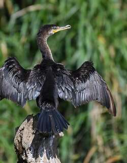 美洲鸬鹚 / Neotropic Cormorant / Phalacrocorax brasilianus