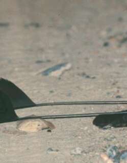 旗翅夜鹰 / Standard-winged Nightjar / Caprimulgus longipennis