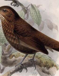 鳞喉硬尾雀 / Scaly-throated Leaftosser / Sclerurus guatemalensis