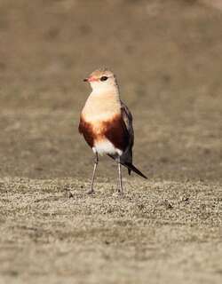 澳洲燕鸻 / Australian Pratincole / Stiltia isabella