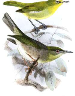 利岛绣眼鸟 / Large Lifou White-eye / Zosterops inornatus