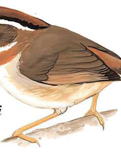 棕喉雀鹛 / Rufous-throated Fulvetta / Schoeniparus rufogularis