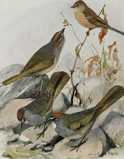 沃氏雀鹀 / Worthen’s Sparrow / Spizella wortheni