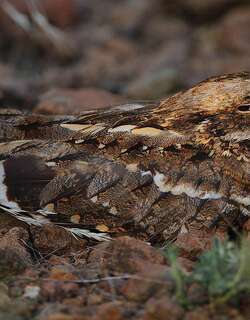 细尾夜鹰 / Slender-tailed Nightjar / Caprimulgus clarus