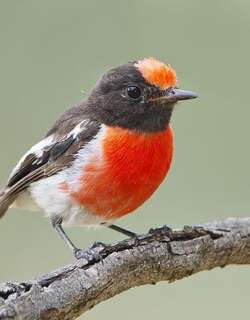红头鸲鹟 / Red-capped Robin / Petroica goodenovii
