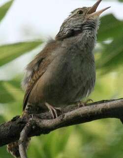 斑臀苇鹪鹩 / Sinaloa Wren / Thryophilus sinaloa