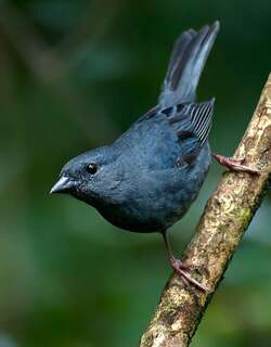 纯灰雀鹀 / Uniform Finch / Haplospiza unicolor