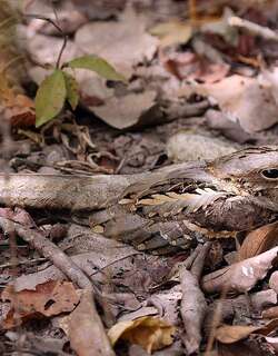 非洲长尾夜鹰 / Long-tailed Nightjar / Caprimulgus climacurus