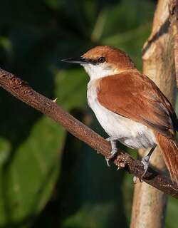红白针尾雀 / Red-and-white Spinetail / Certhiaxis mustelinus