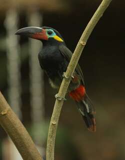 圭亚那小巨嘴鸟 / Guianan Toucanet / Selenidera piperivora