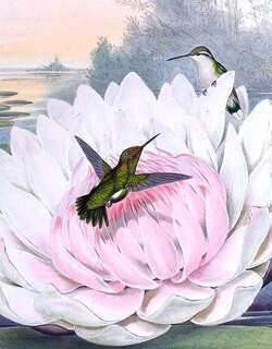 短尾翠蜂鸟 / Short-tailed Emerald / Chlorostilbon poortmani