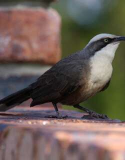 灰冠弯嘴鹛 / Grey-crowned Babbler / Pomatostomus temporalis