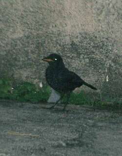 马来啸鸫 / Malayan Whistling Thrush / Myophonus robinsoni