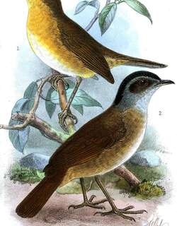 须阿卡拉鸲 / Lowland Akalat / Sheppardia cyornithopsis