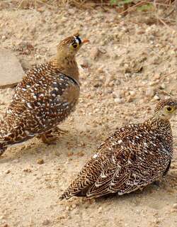 二斑沙鸡 / Double-banded Sandgrouse / Pterocles bicinctus