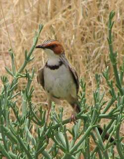 棕耳鹪莺 / Rufous-eared Warbler / Malcorus pectoralis