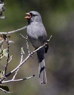 黑颏雀鹀 / Black-chinned Sparrow / Spizella atrogularis