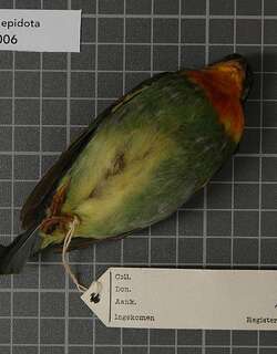 红喉食果伞鸟 / Fiery-throated Fruiteater / Pipreola chlorolepidota