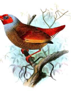 橙翅斑腹雀 / Orange-winged Pytilia / Pytilia afra