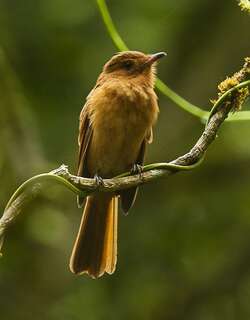 棕悲霸鹟 / Rufous Mourner / Rhytipterna holerythra
