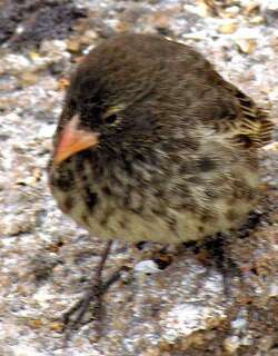 尖嘴地雀 / Sharp-beaked Ground Finch / Geospiza difficilis