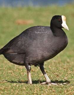 夏威夷骨顶 / Hawaiian Coot / Fulica alai