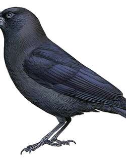 邦盖乌鸦 / Banggai Crow / Corvus unicolor