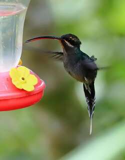 绿隐蜂鸟 / Green Hermit / Phaethornis guy