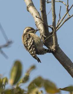 褐背啄木鸟 / Brown-backed Woodpecker / Dendropicos obsoletus