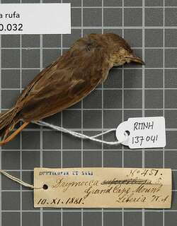 褐扇尾莺 / Rufous Cisticola / Cisticola rufus