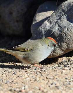 绿尾唧鹀 / Green-tailed Towhee / Pipilo chlorurus