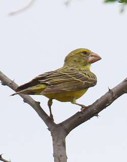 肯尼亚大嘴丝雀 / Southern Grosbeak-Canary / Crithagra buchanani