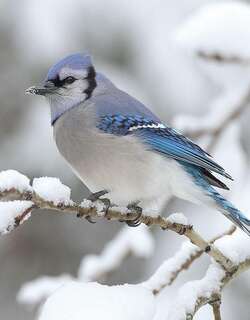 冠蓝鸦 / Blue Jay / Cyanocitta cristata