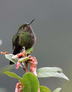翠绿辉尾蜂鸟 / Viridian Metaltail / Metallura williami