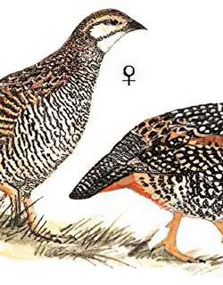 中华鹧鸪 / Chinese Francolin / Francolinus pintadeanus