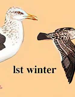 灰背鸥 / Slaty-backed Gull / Larus schistisagus