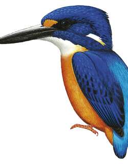 新爱尔兰三趾翠鸟 / New Ireland Dwarf Kingfisher / Ceyx mulcatus