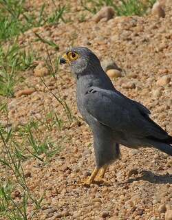 灰隼 / Grey Kestrel / Falco ardosiaceus