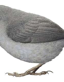 纯色窜鸟 / Unicolored Tapaculo / Scytalopus unicolor