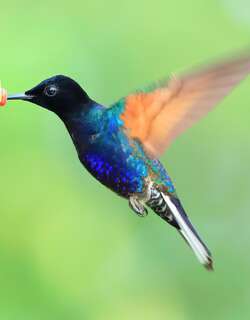 紫冕蜂鸟 / Velvet-purple Coronet / Boissonneaua jardini