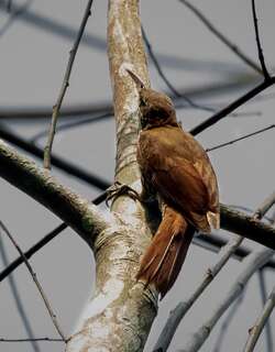莱氏䴕雀 / Layard’s Woodcreeper / Lepidocolaptes layardi