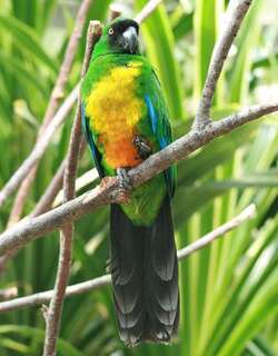 黄胸辉鹦鹉 / Masked Shining Parrot / Prosopeia personata